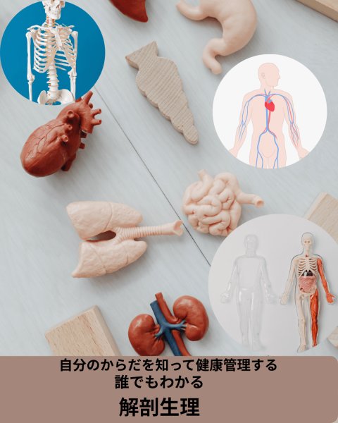 画像1: 10/3(土)＆10/4(日)「自分のからだを知って健康管理する　誰でもわかる解剖生理」セミナー2デイズ@東京・zoom (1)